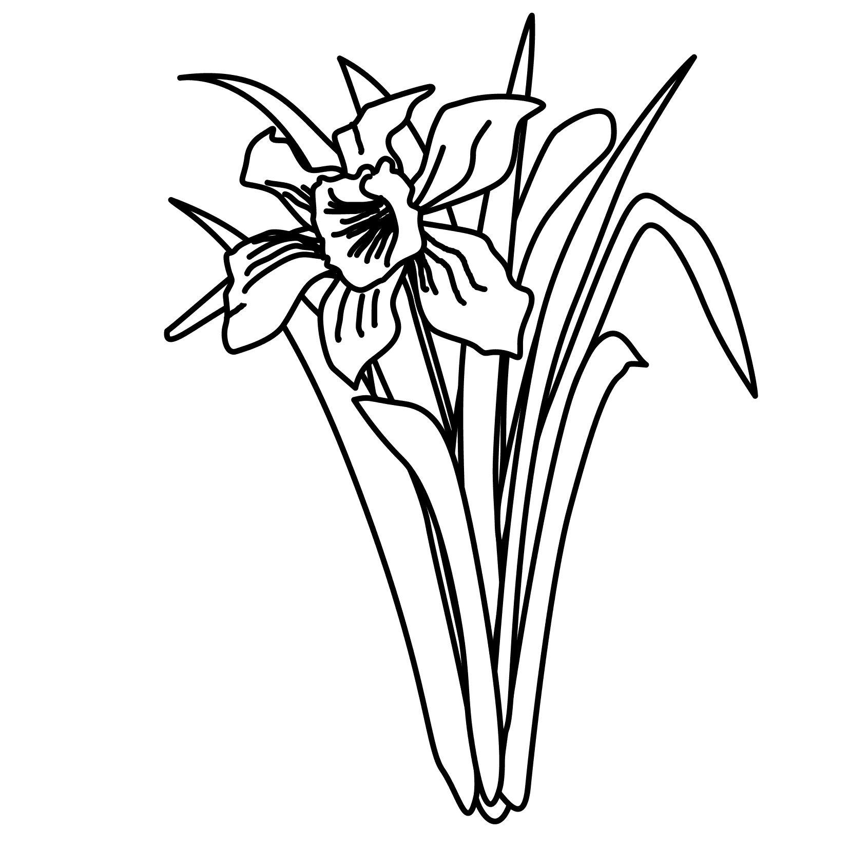 Daffodil Outline - Clipart library