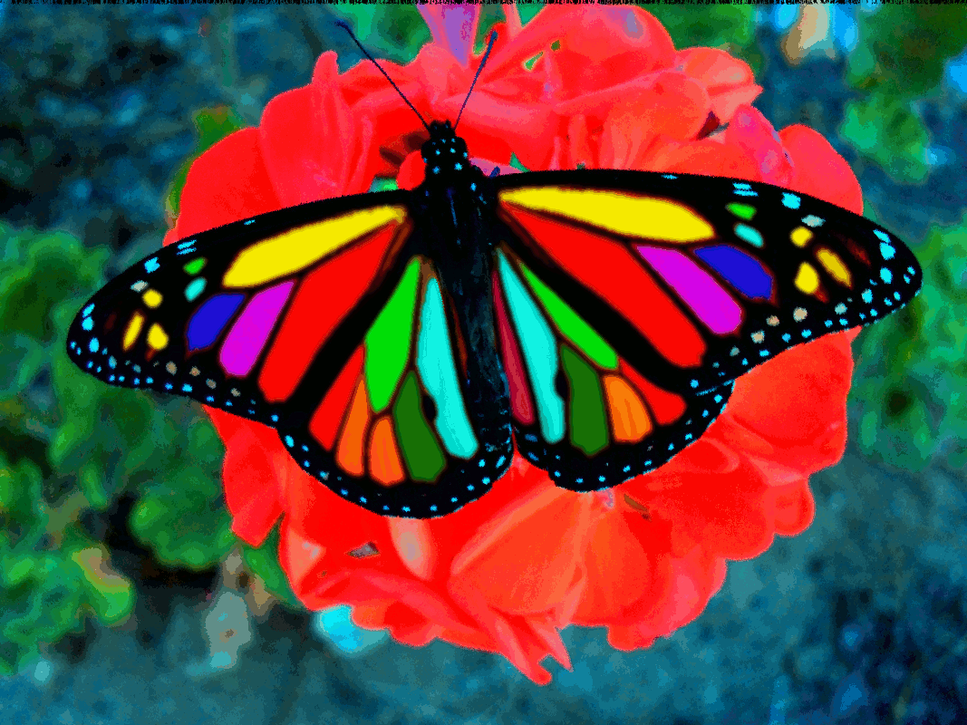 Colorful Butterfly HD Large Wallpapers |