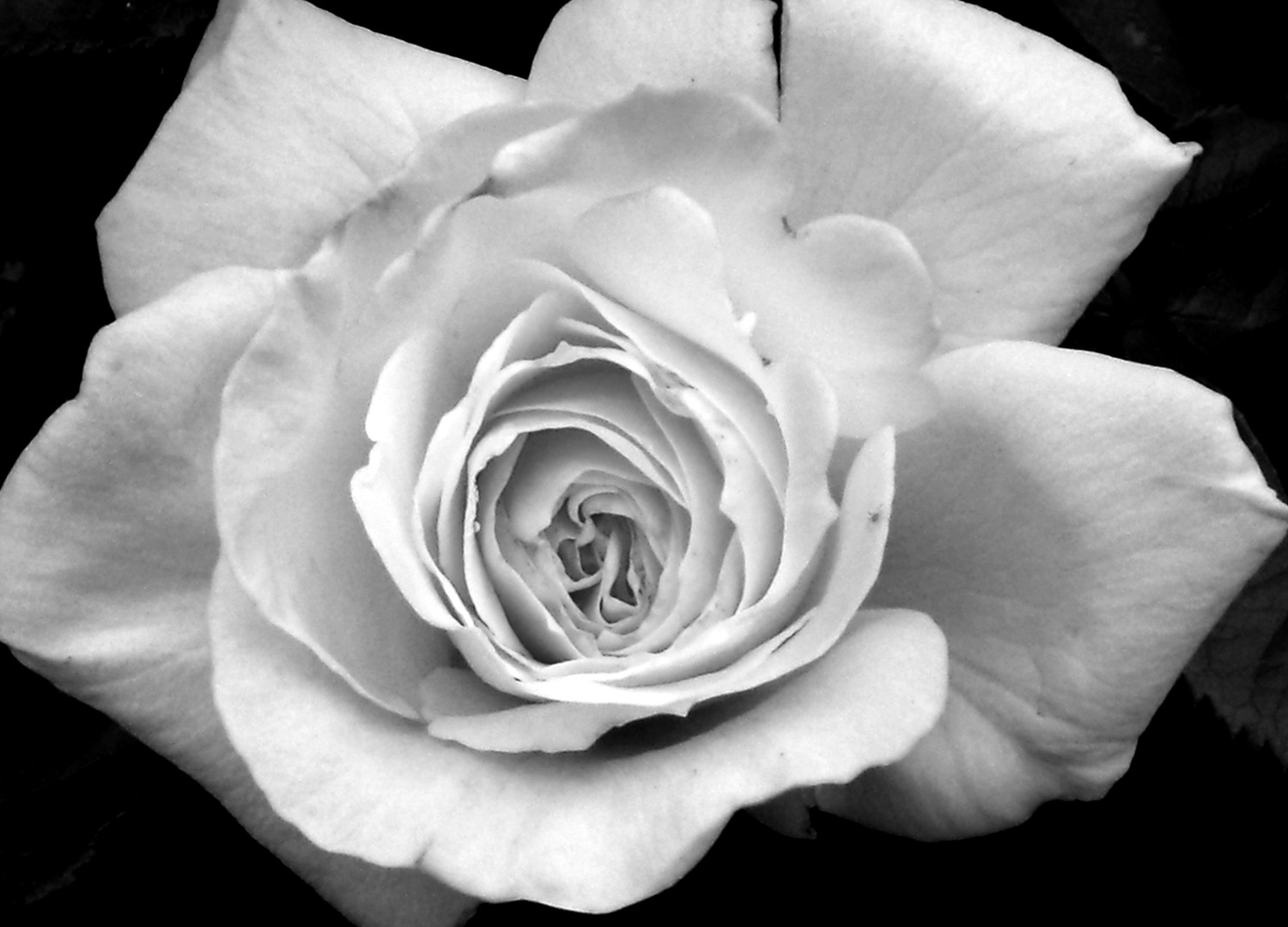 Black And White Rose Flower / Blank Greeting Card June by Zeba