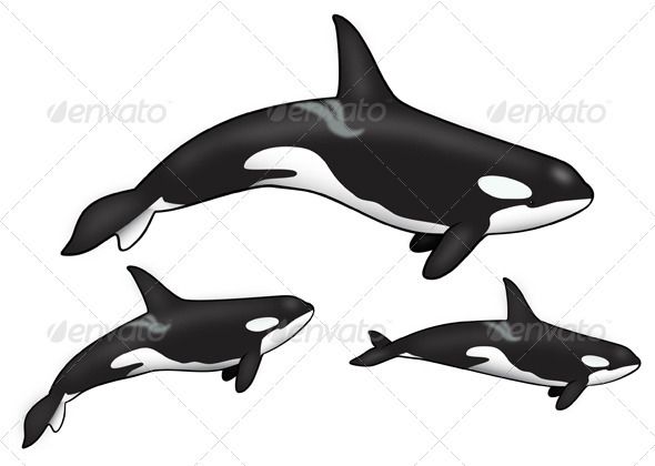 Featured image of post Clip Art Orca Whale Cartoon Killer whale or orcinus orca vintage engraving
