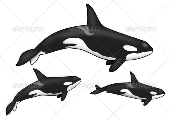 orca jumping drawing