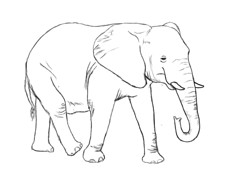 Cartoon Elephant Pencil Drawing
