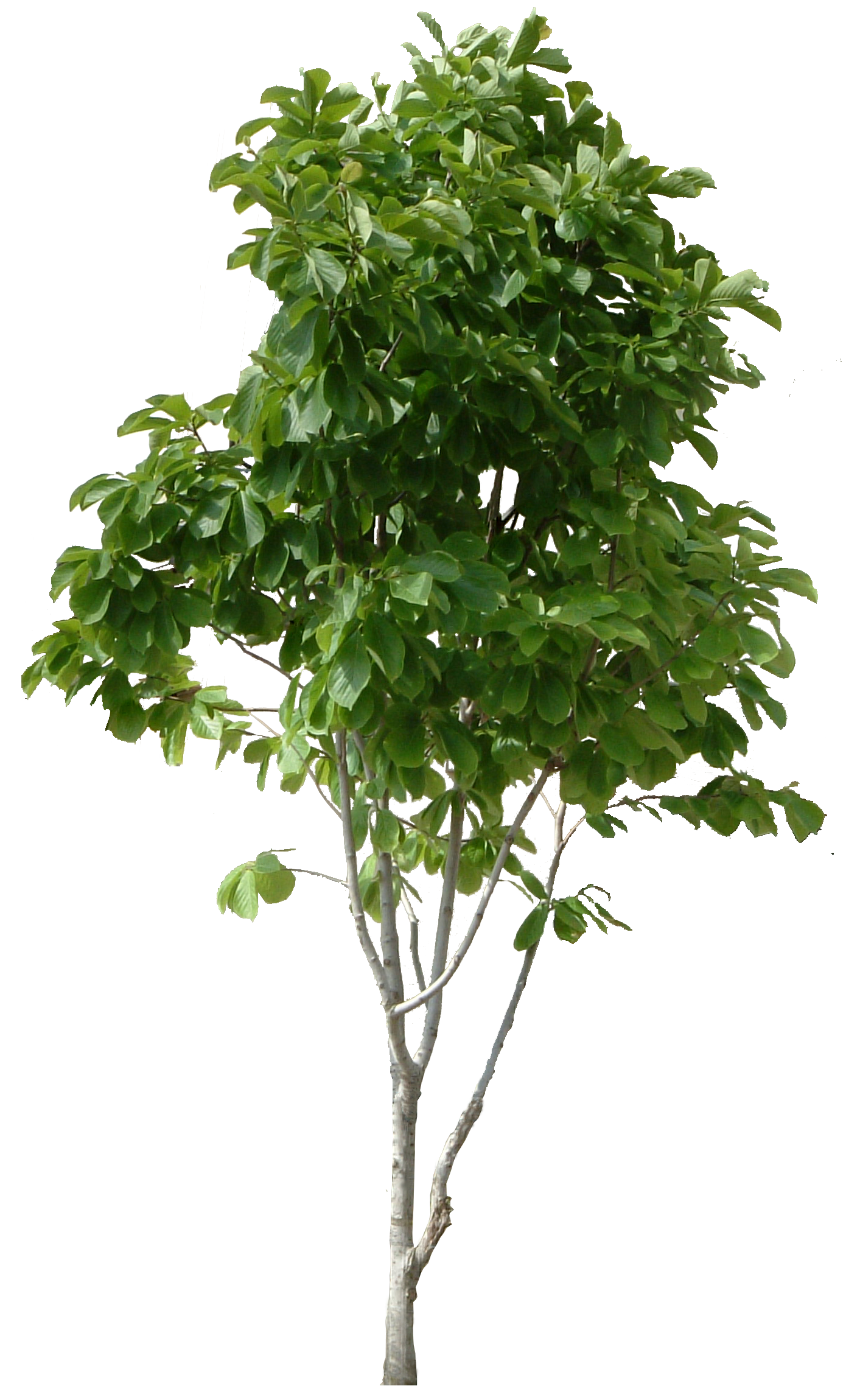 Free Tree, Download Free Tree png images, Free ClipArts on Clipart Library
