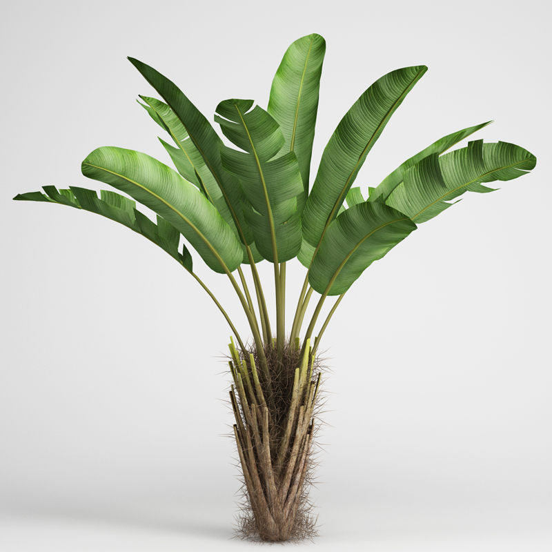 Wild Banana Tree - CGAxis | 3D ModelsCGAxis | 3D Models
