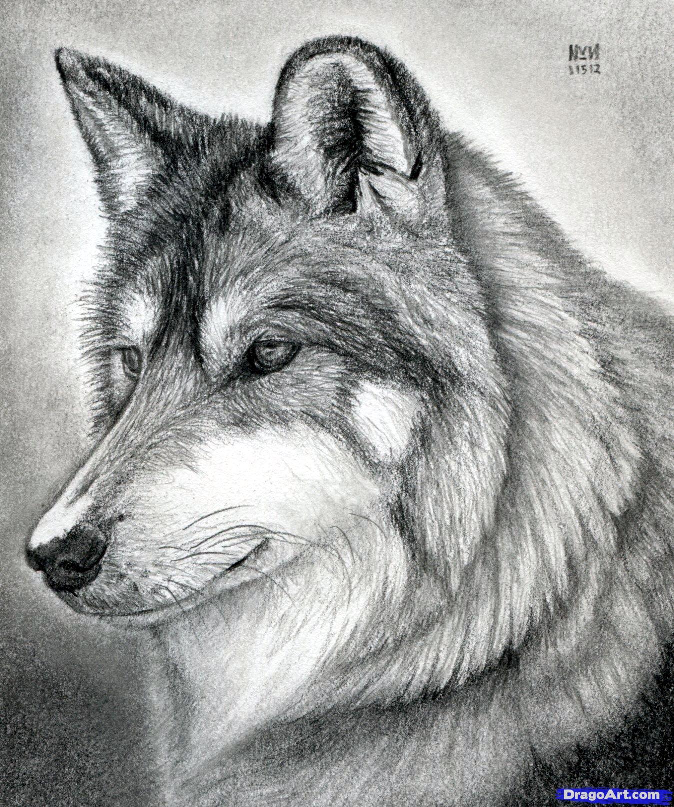 realistic wolf drawing Clip Art Library