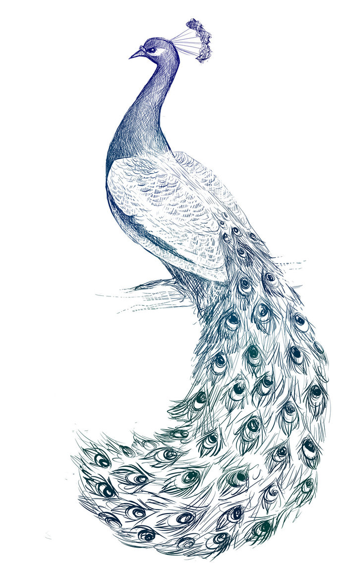 peacock tail drawing