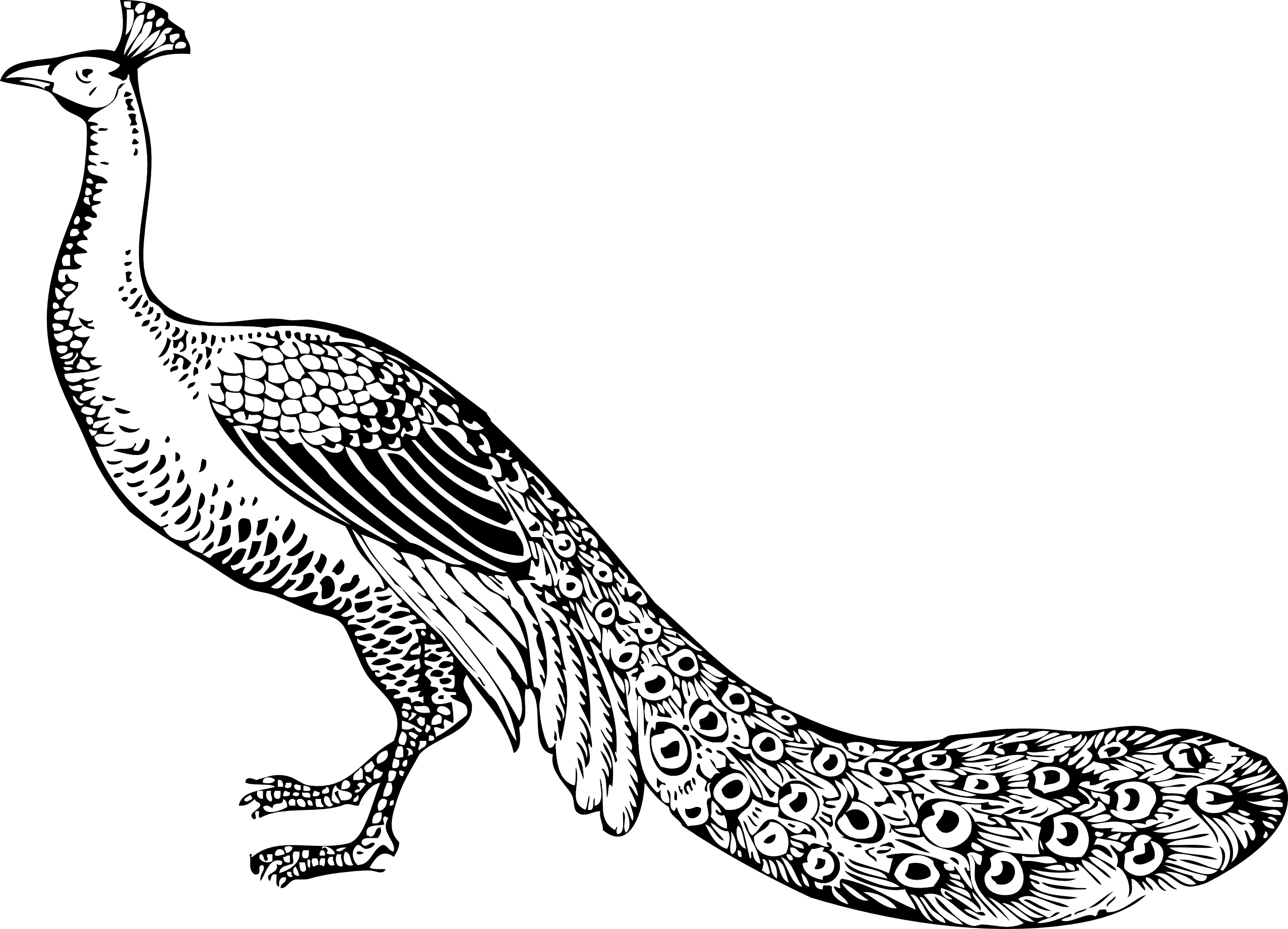 Peacock Clipart Black And White | Clipart library - Free Clipart Images