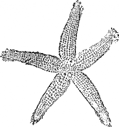 Star Fish clip art - Download free Other vectors
