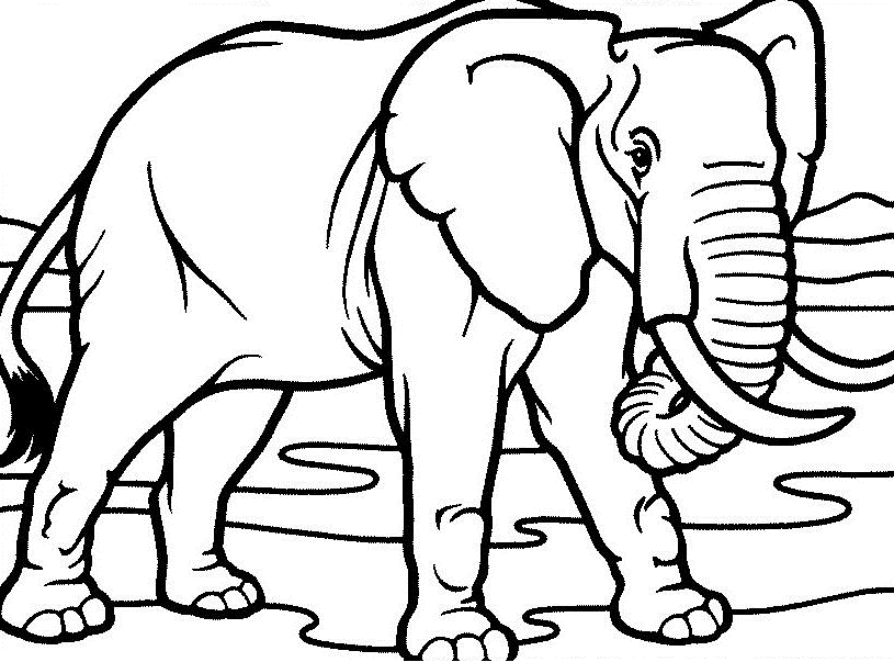Baby Elephant - Elephant Coloring Pages : Coloring Pages for Kids 