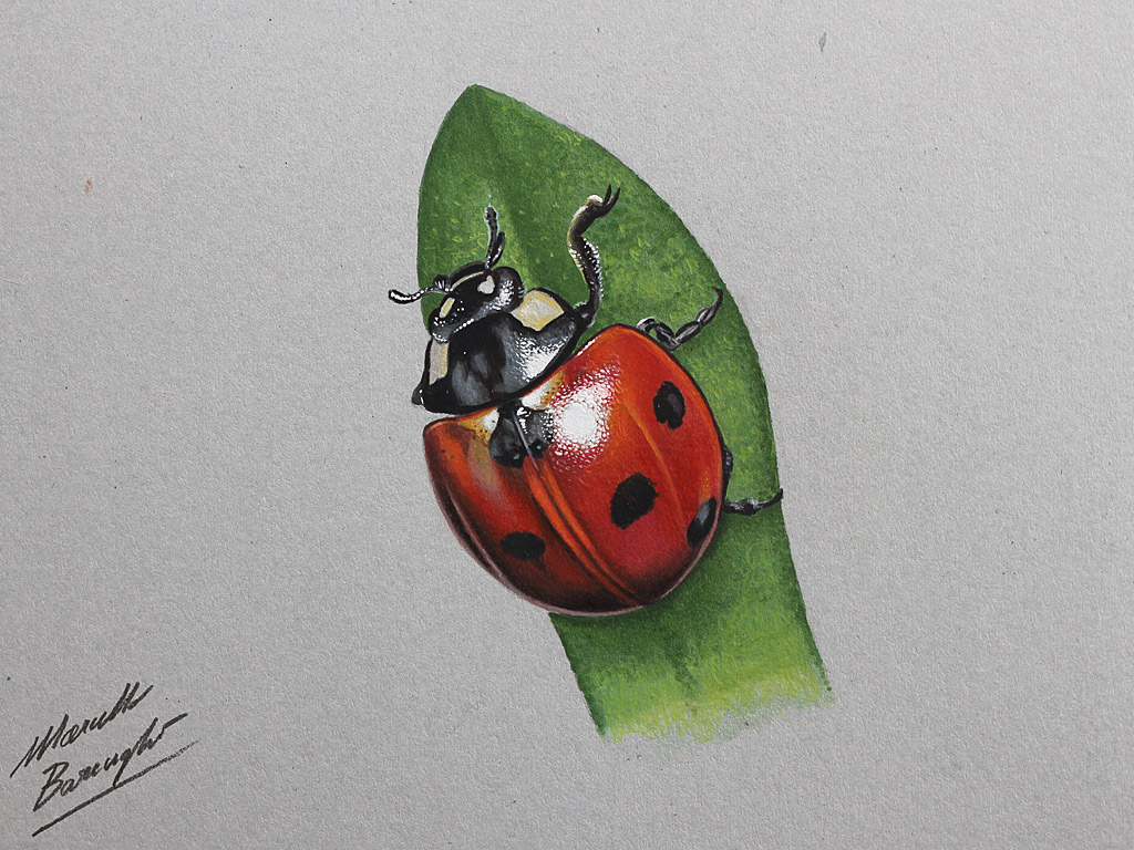 Marcello Barenghi: LadyBug drawing