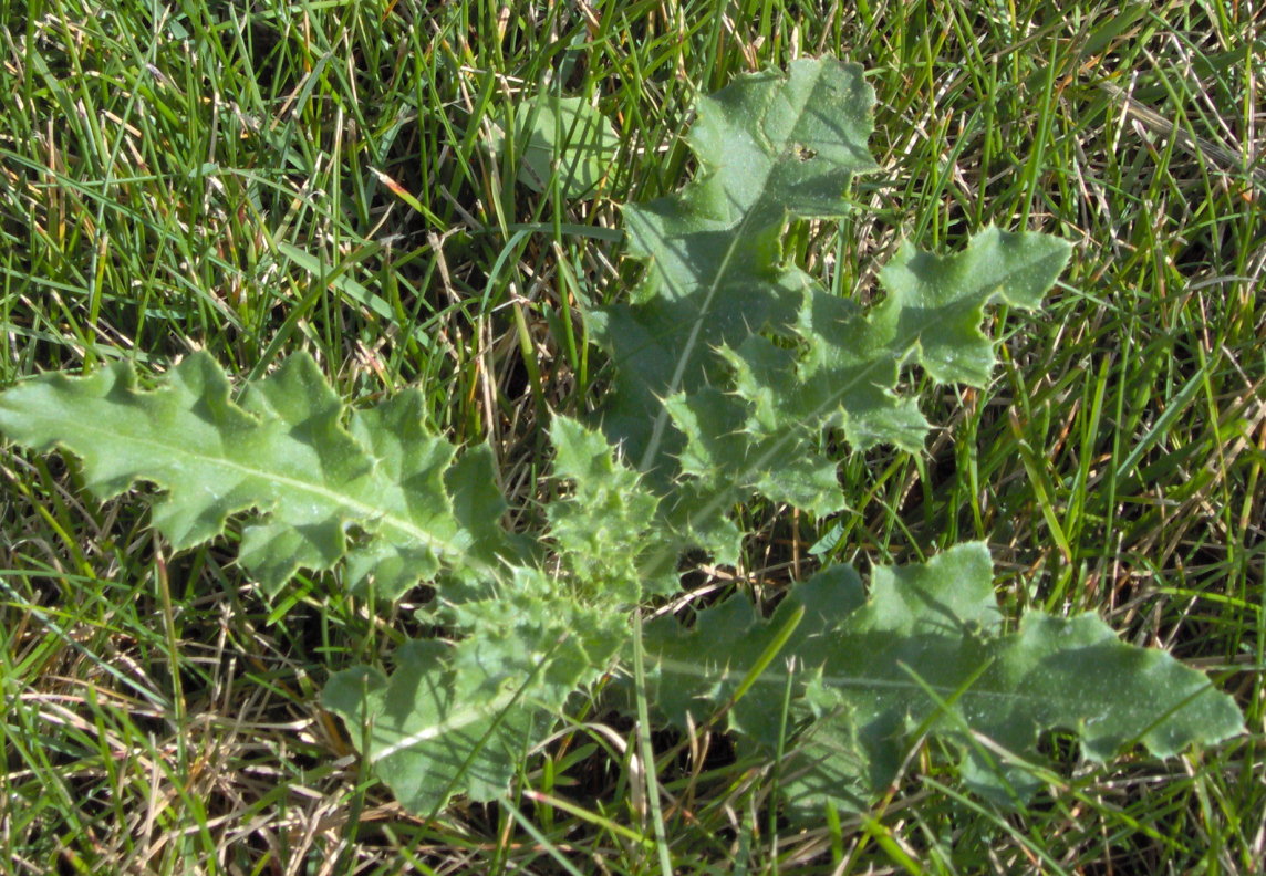 lawn - What do I need to kill Canada Thistle weed? - Gardening 