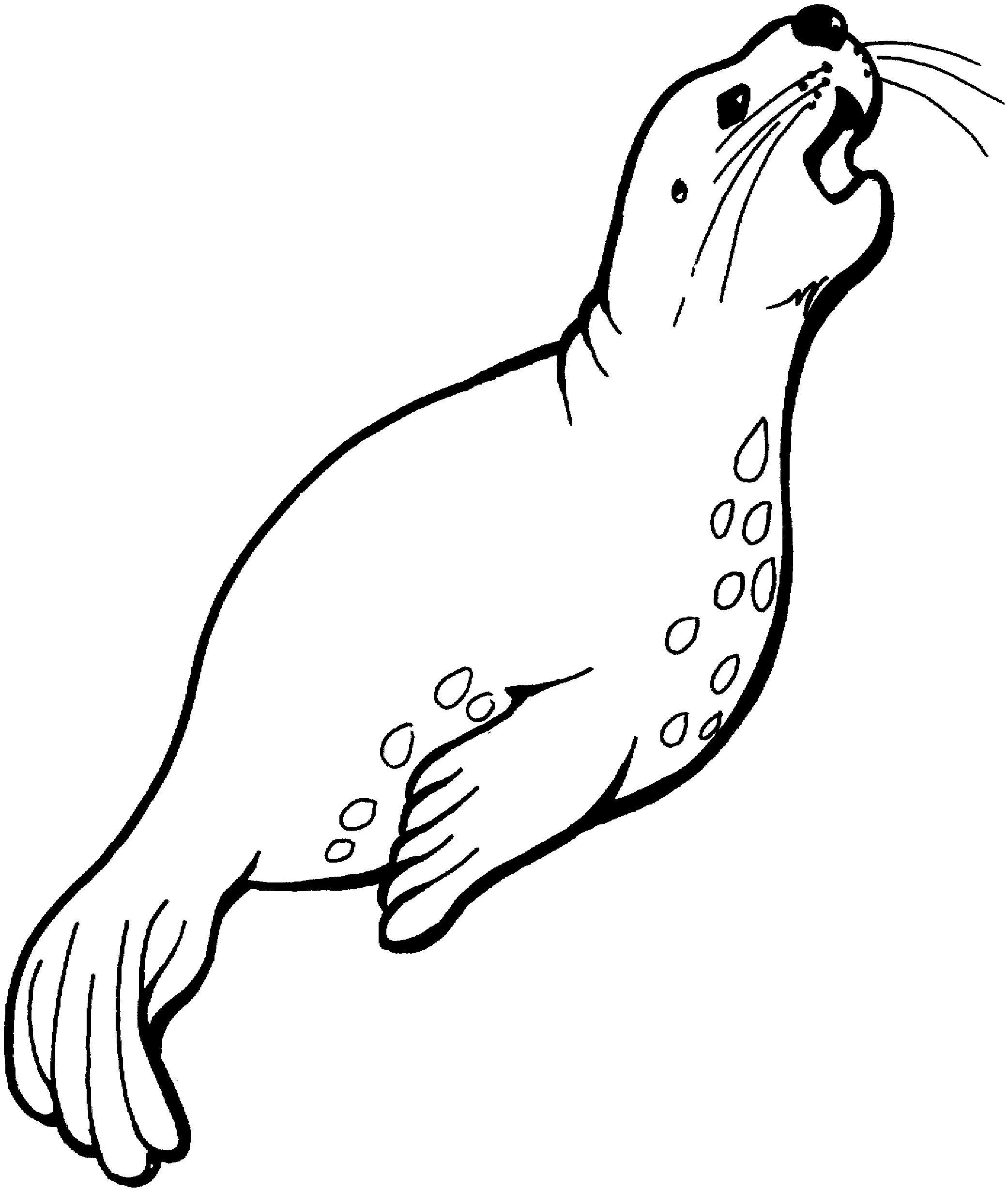 Clip Arts Related To : circus animals line drawing. view all Cute Seal Colo...