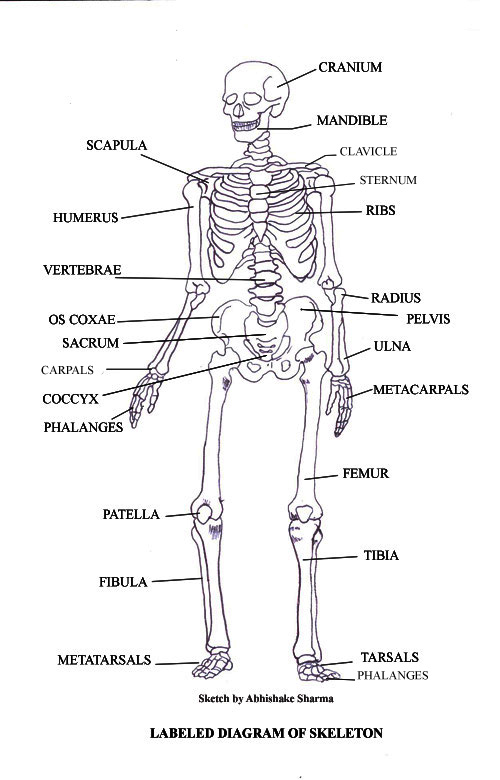 Free Kids Skeleton Drawing, Download Free Kids Skeleton Drawing png