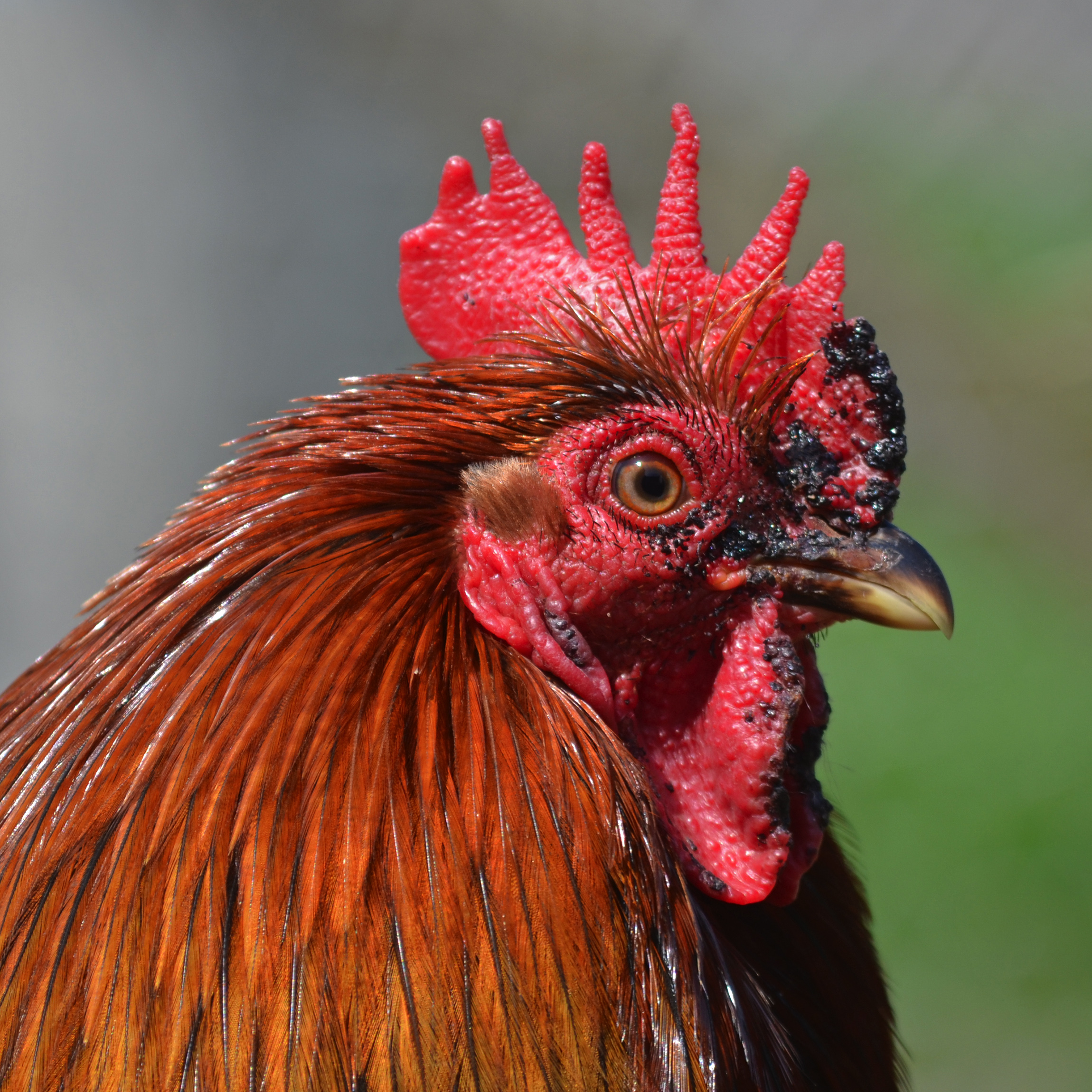 File:Paulx - Bantam rooster 03 - Wikimedia Commons