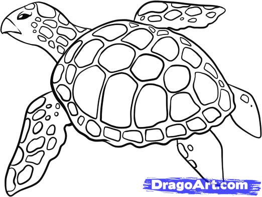 sea animals drawings turtle - Clip Art Library