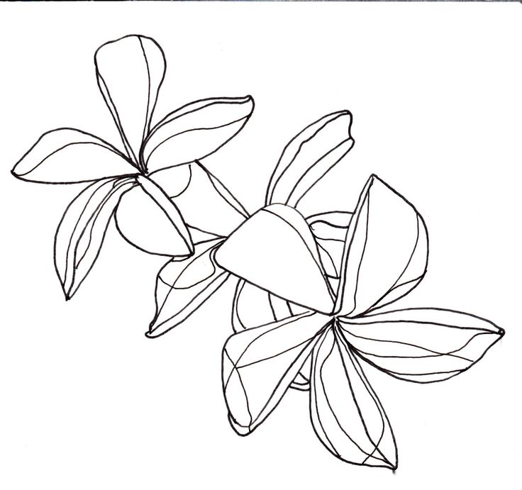 line drawing - flowers - plumeria | Ukulele | Clipart library