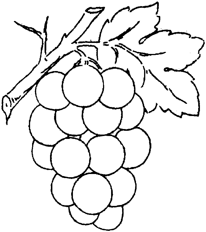 vineyard grapes clipart black