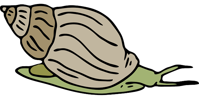 snail clipart - Clip Art Library