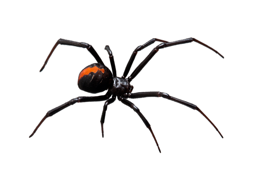 Pin Black Widow Spider Tattoos 