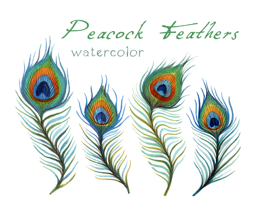 Popular items for feather clip art on Etsy
