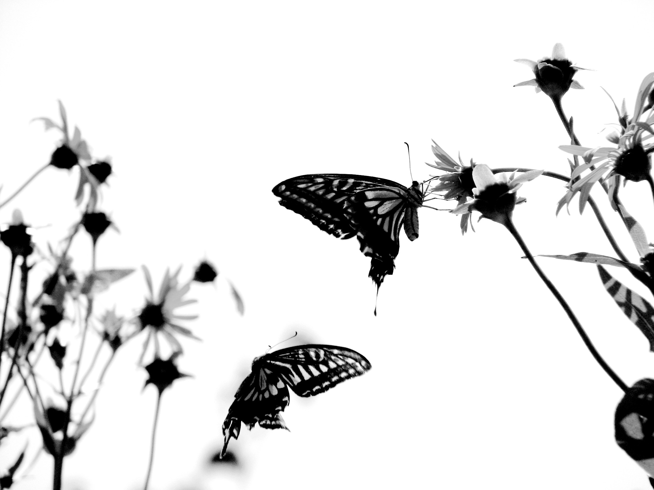 Black and White Butterfly Background - Wallpaper #30906