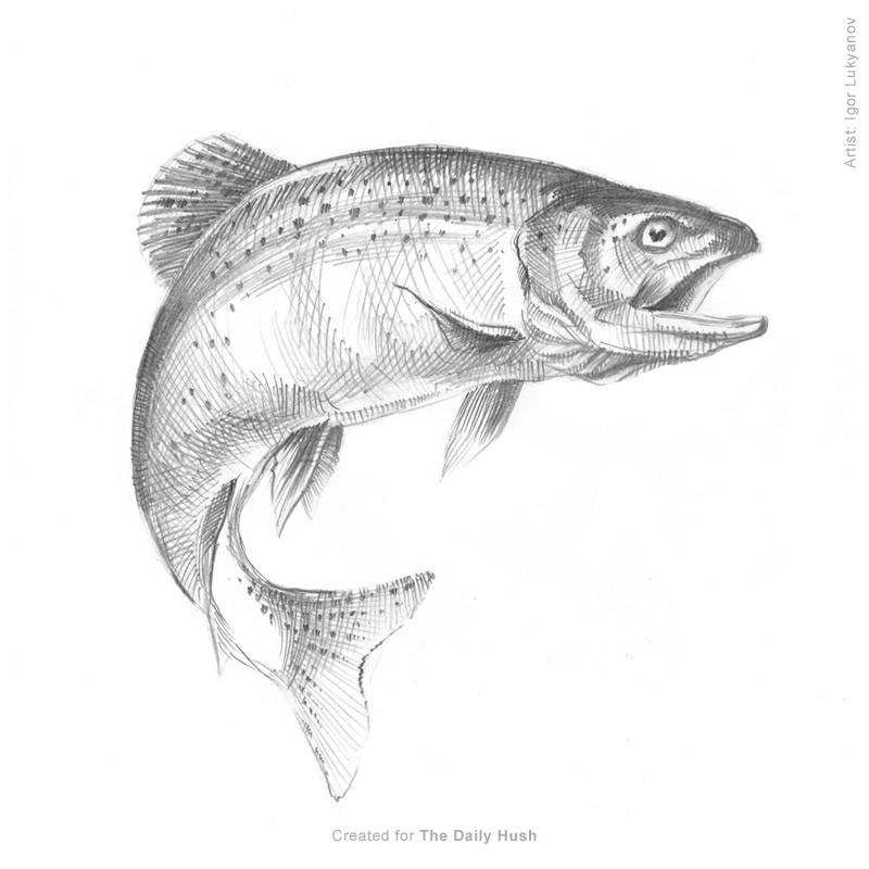 Fish Pencil Drawing | - Clip Art Library