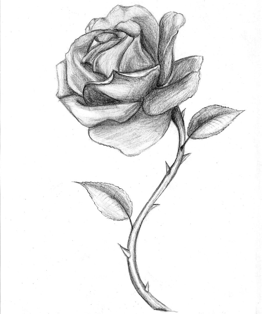 Free Rose Drawing, Download Free Rose Drawing png images, Free ClipArts