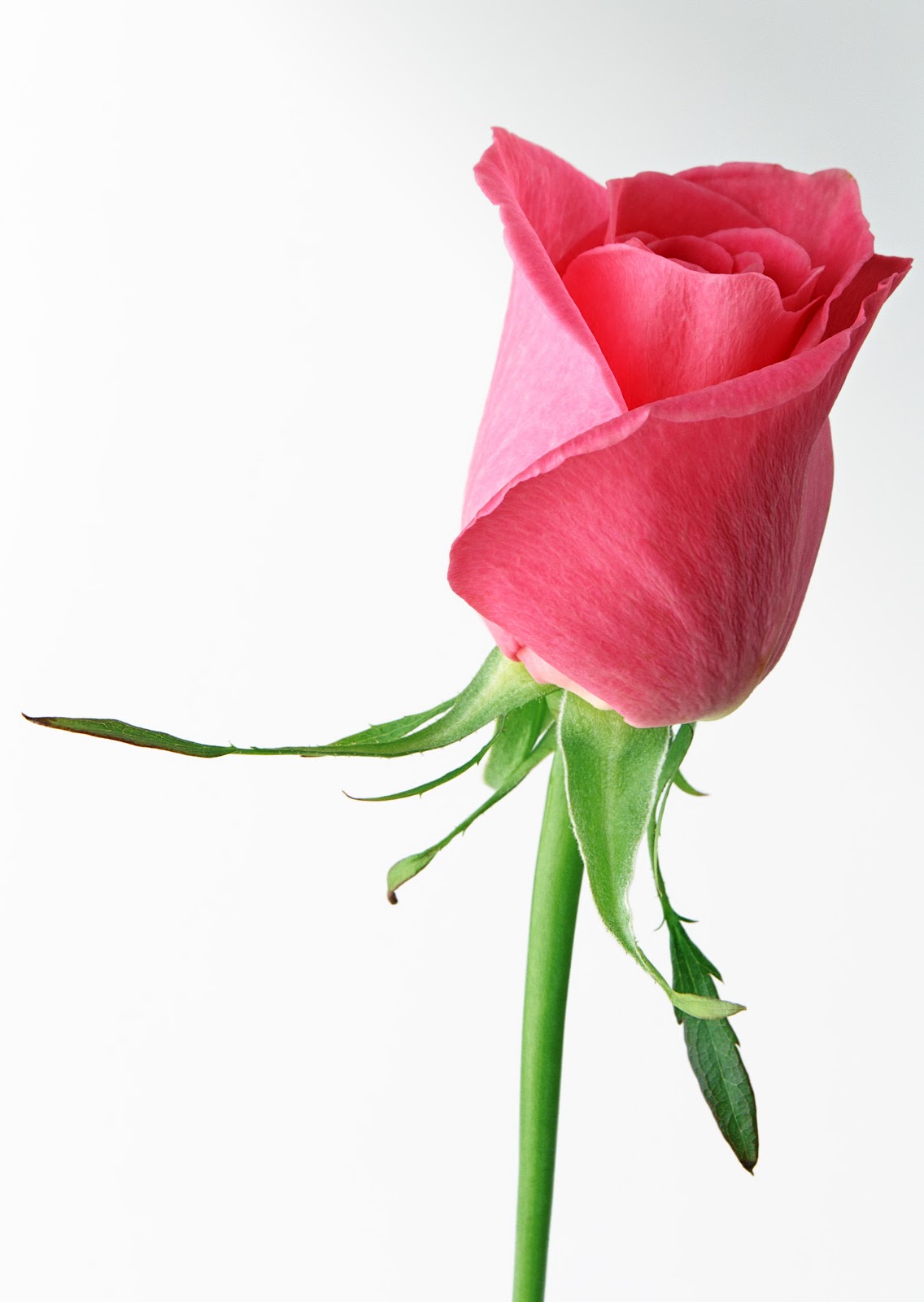 rose clip art free download - photo #27