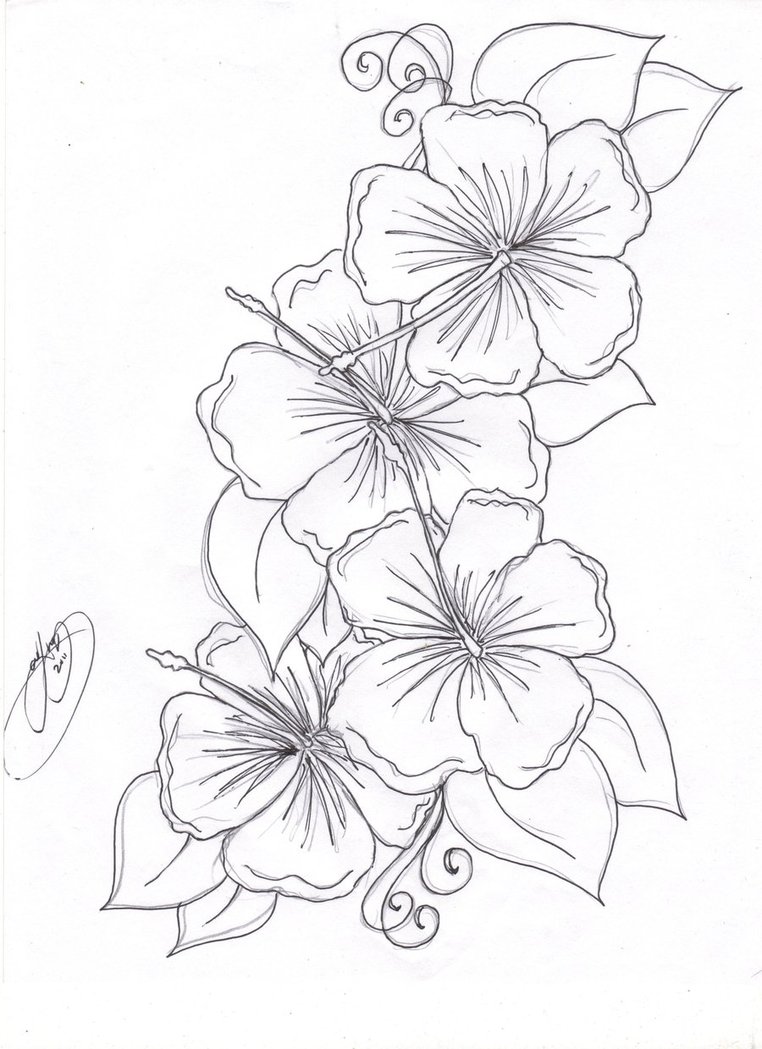 Free Hawaiian Flowers Drawings, Download Free Hawaiian