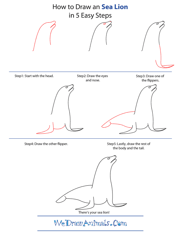 how-to-draw-a-sea-lion-step-by 