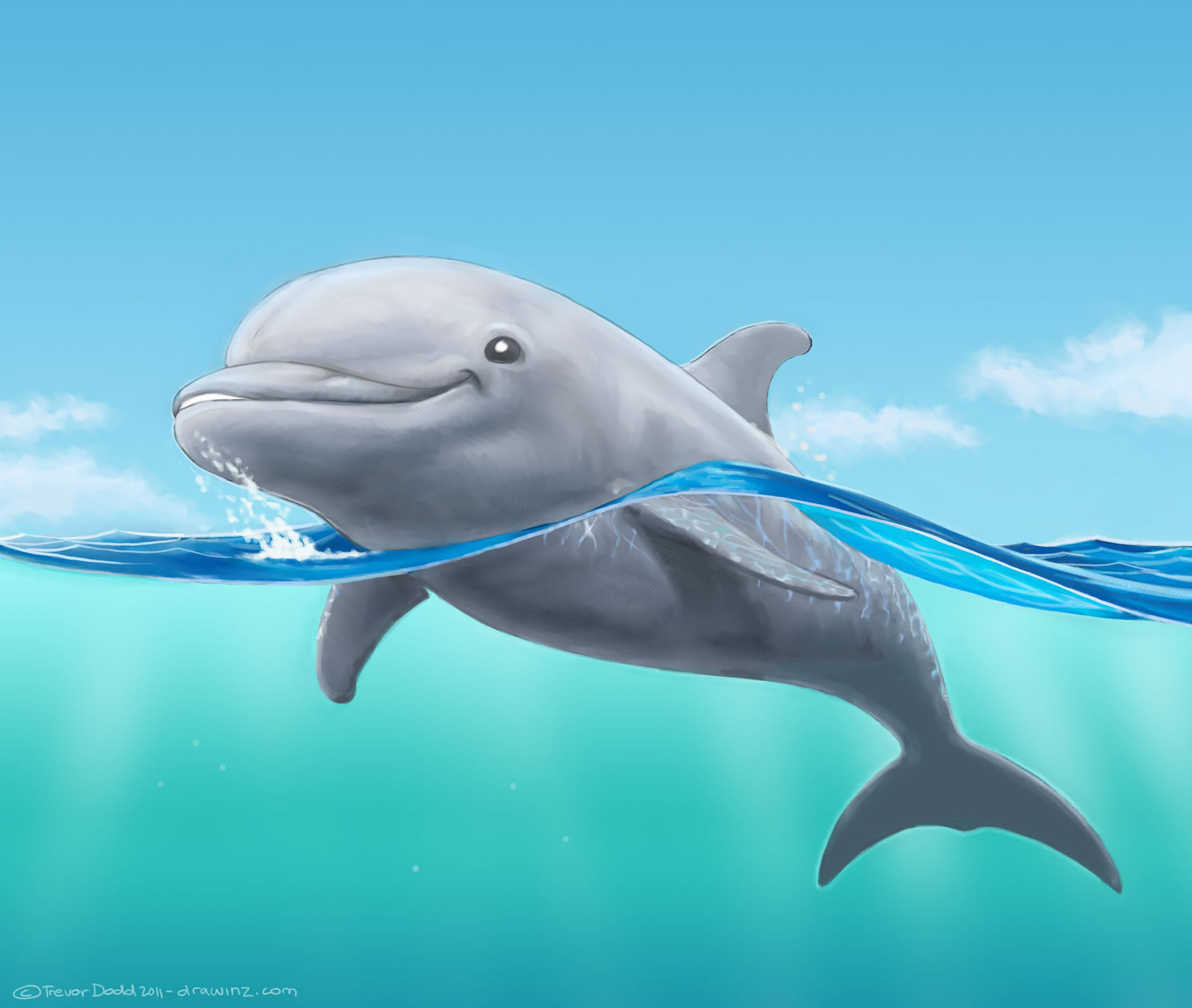 New drawing of a dolphin - Drawinz
