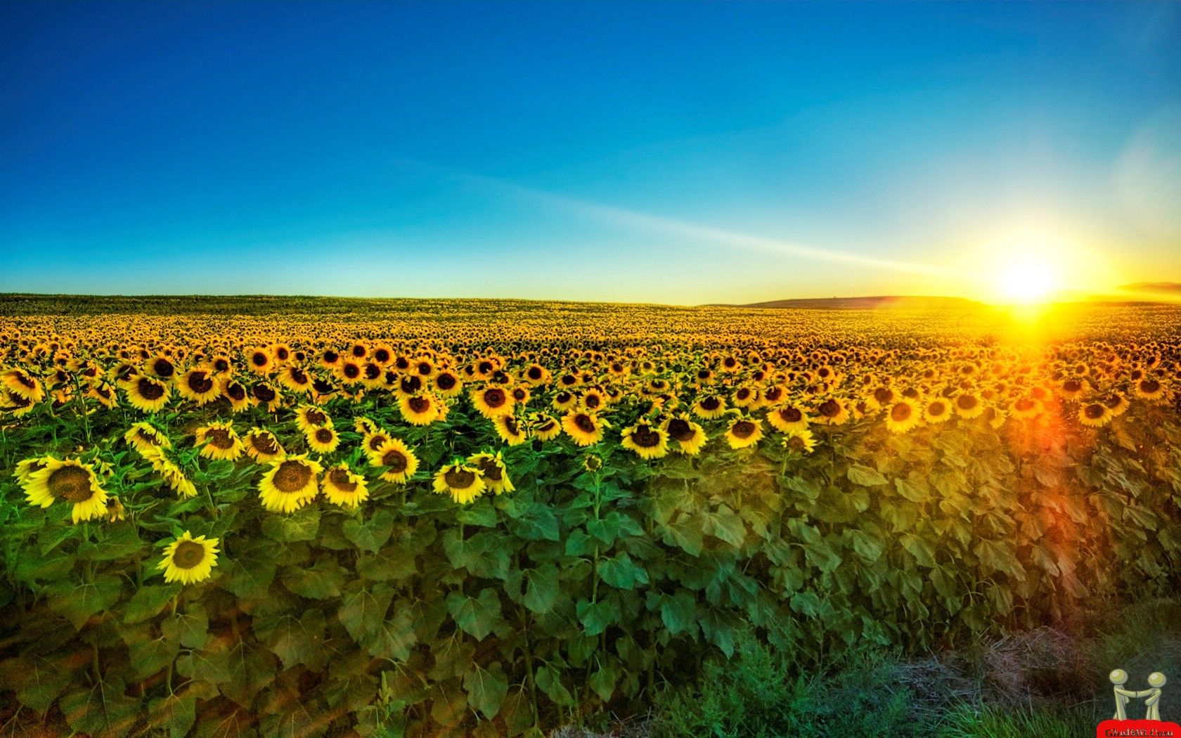 Field Of Sun Flowers HD Wallpaper | E-Entertainment