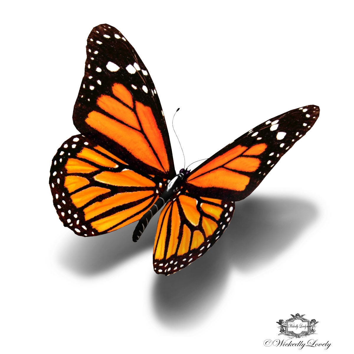 free clip art of monarch butterfly - photo #12