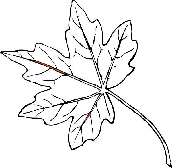Maple Leaf Drawing | 