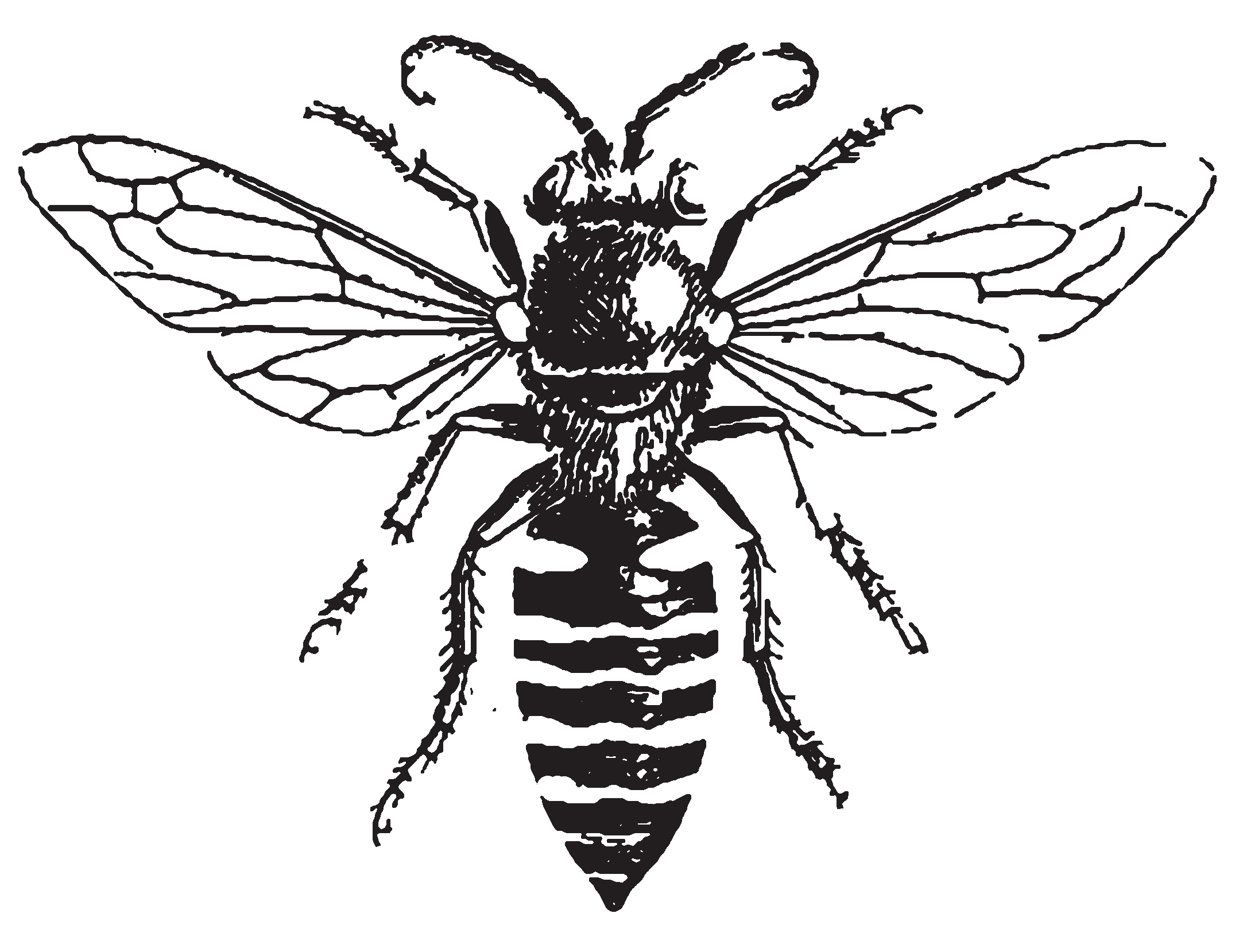 queen honey bee drawing