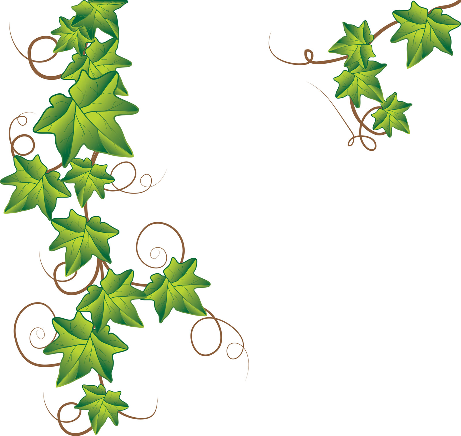 Vine Decoration Green Plant Png Image Pumpkin Vine - Clip Art Library.