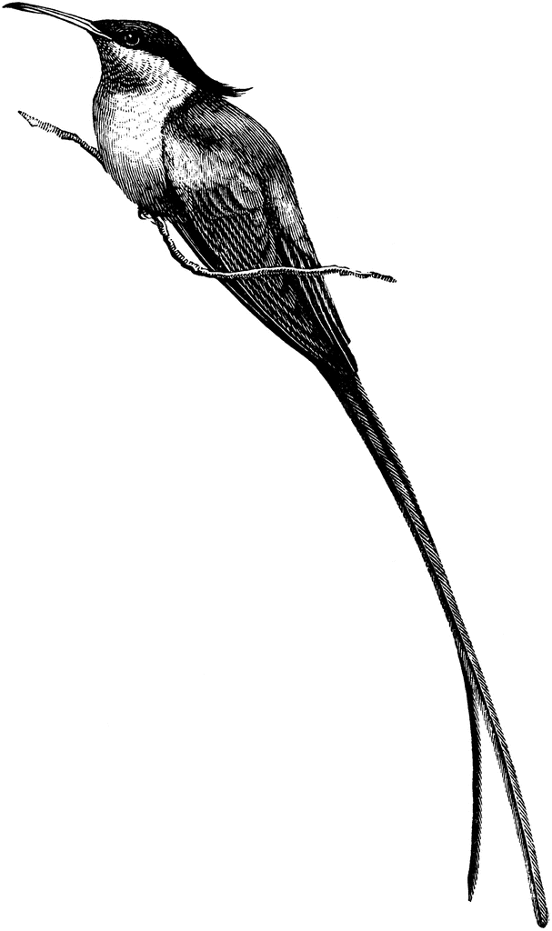 Long Tailed Hummingbird | ClipArt ETC