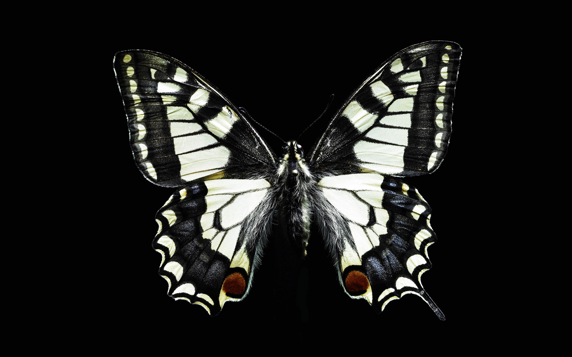 Clip Arts Related To : Butterfly Papilio Machaon. view all Black And White Butterfl...