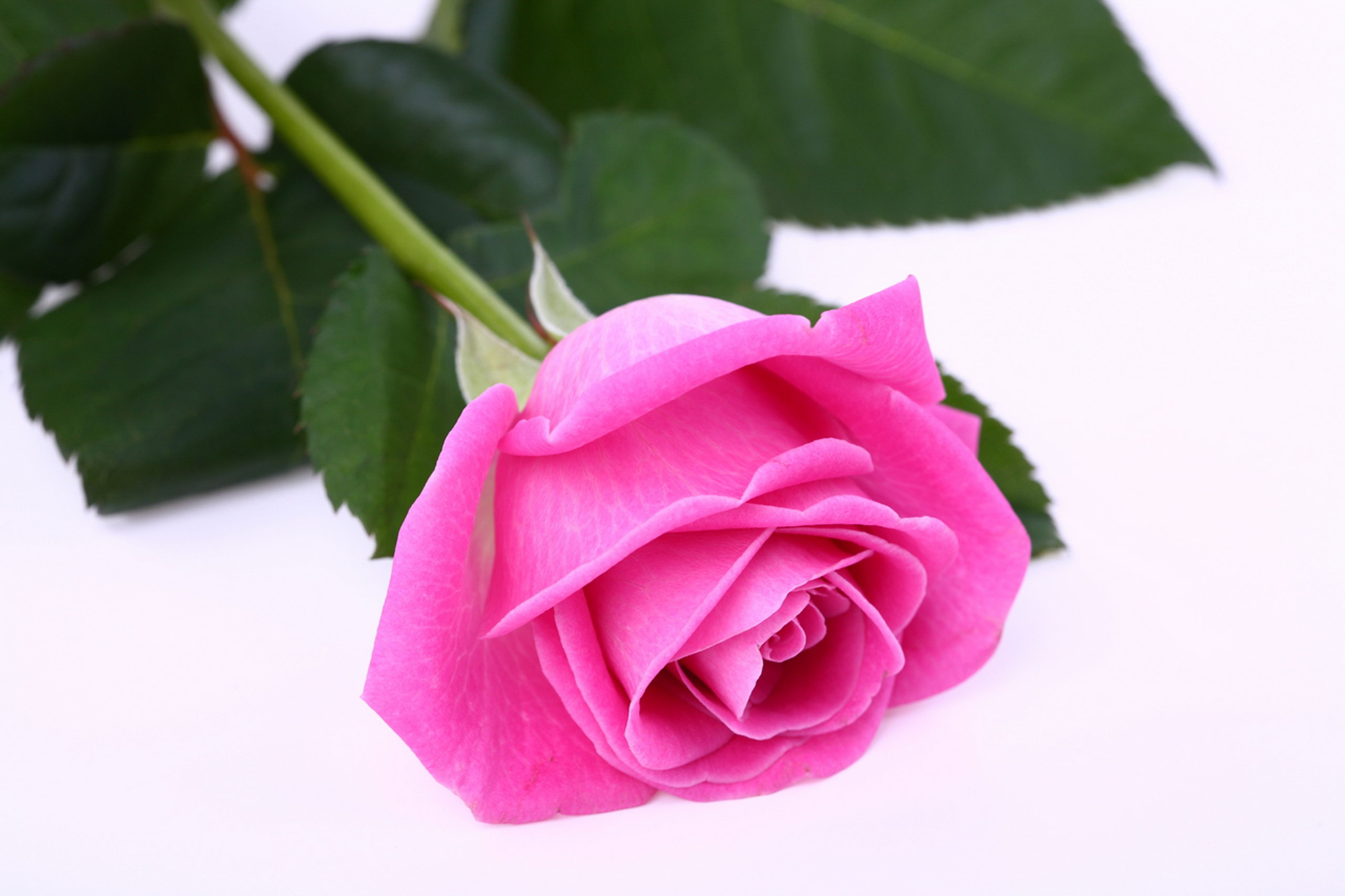 single pink rose hd - Clip Art Library