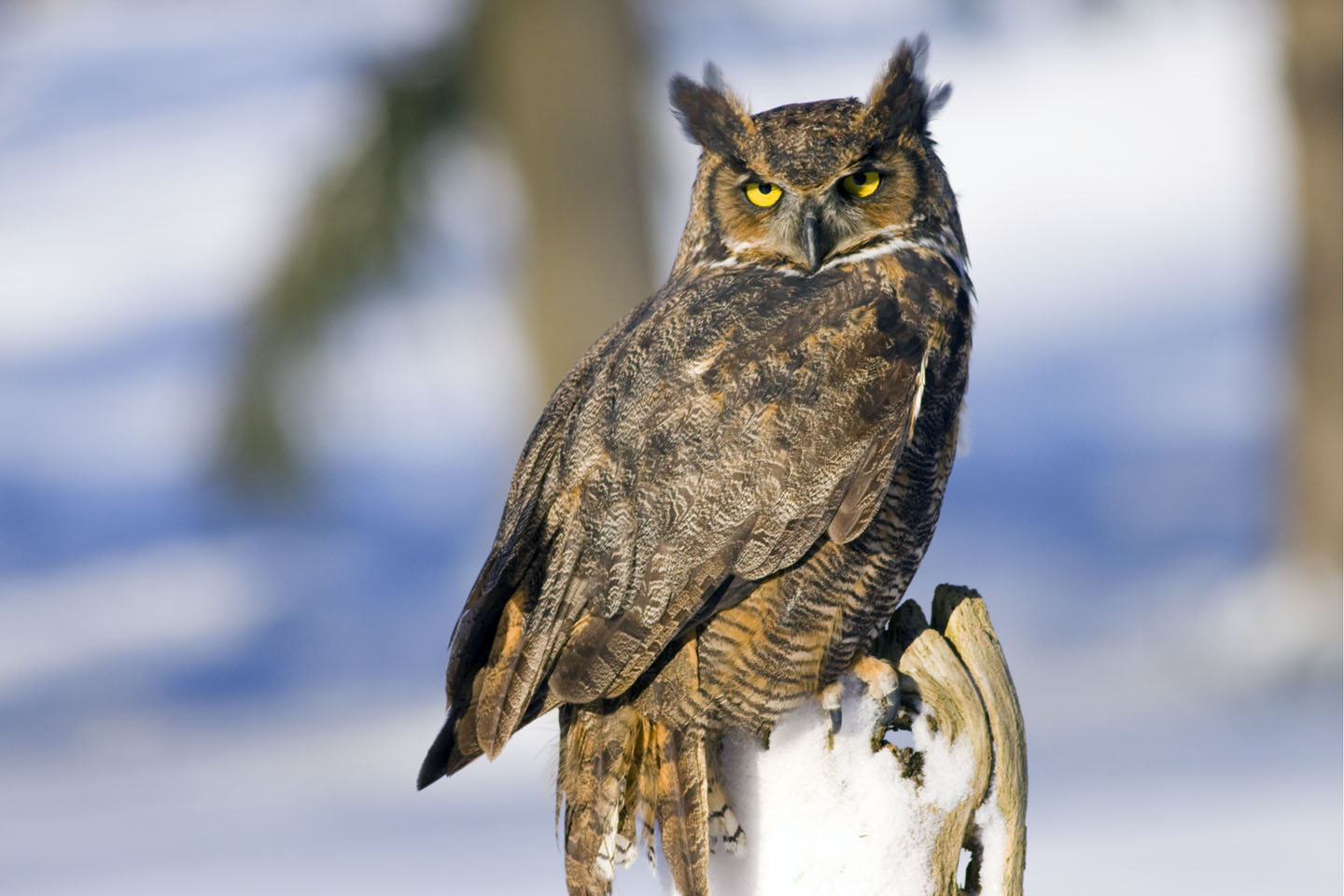 Great Horned Owl - Spirit Animal Totems