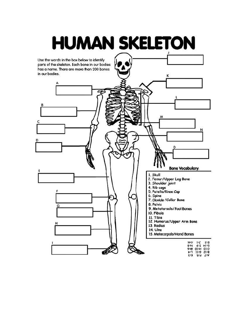 skeletal system parts drawing