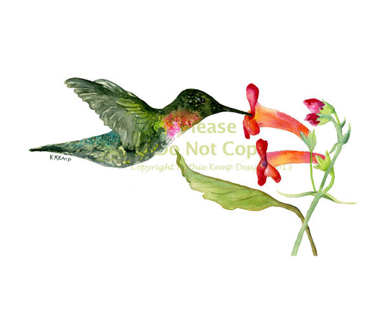 Hummingbird Original Watercolor Painting Drawing by WildFernFarm