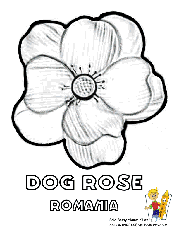 Free Sampaguita Drawing, Download Free Clip Art, Free Clip Art on