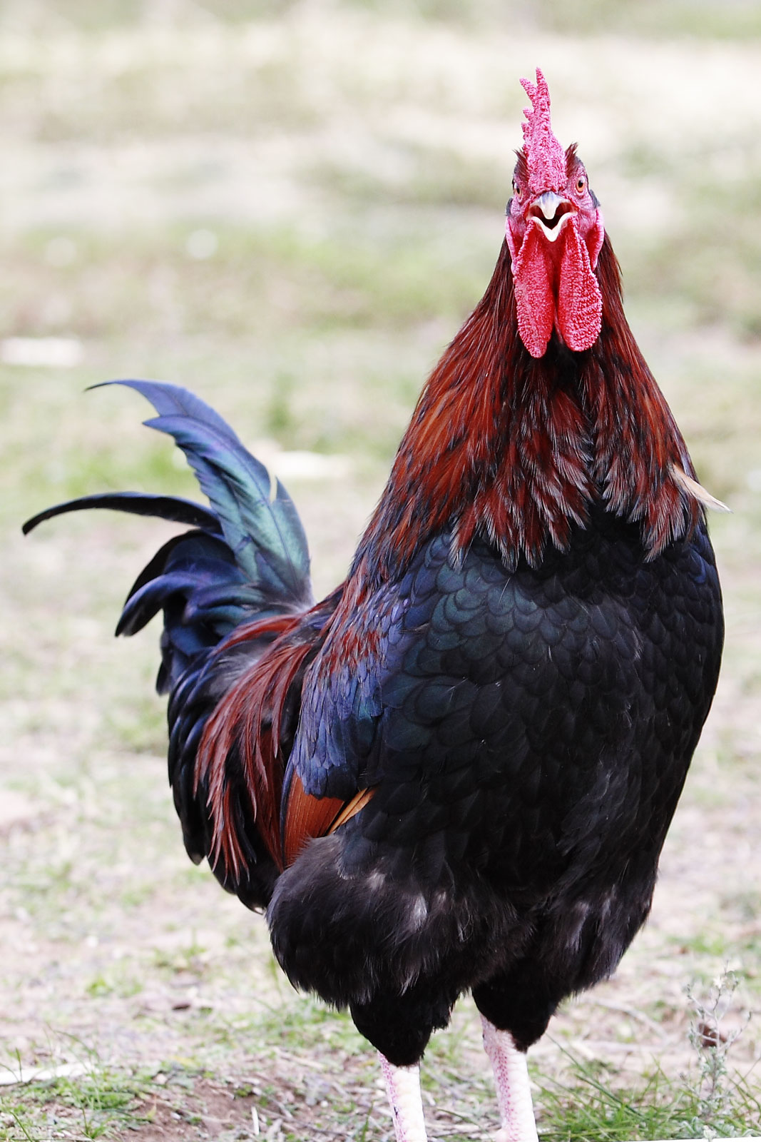 File:Rooster open beak - Wikimedia Commons