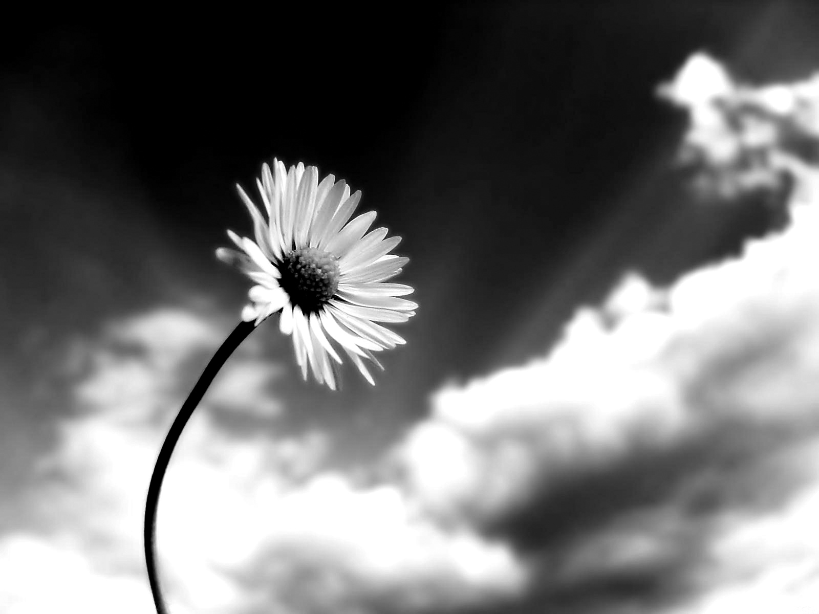 Blogs Photography: Flowers black and white photos