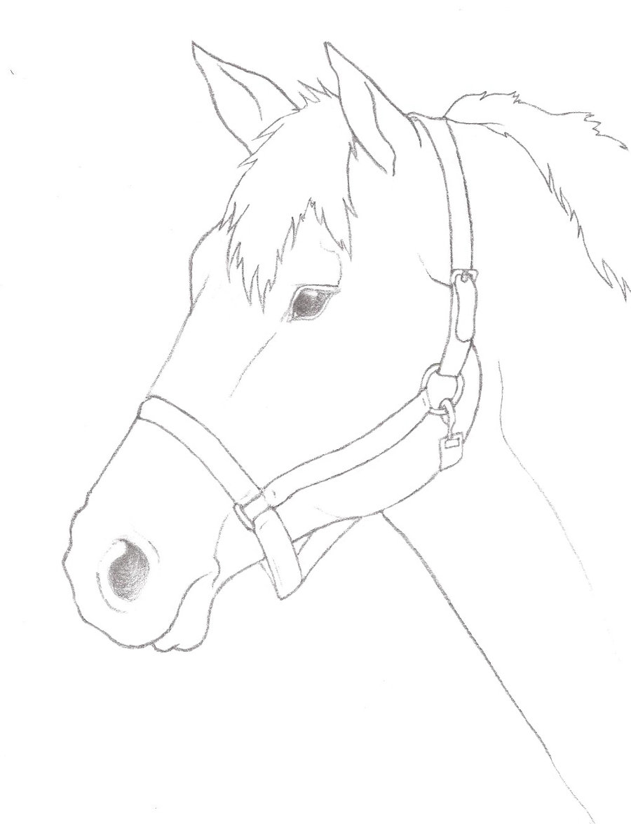 Free Horse Head Outline, Download Free Horse Head Outline png images