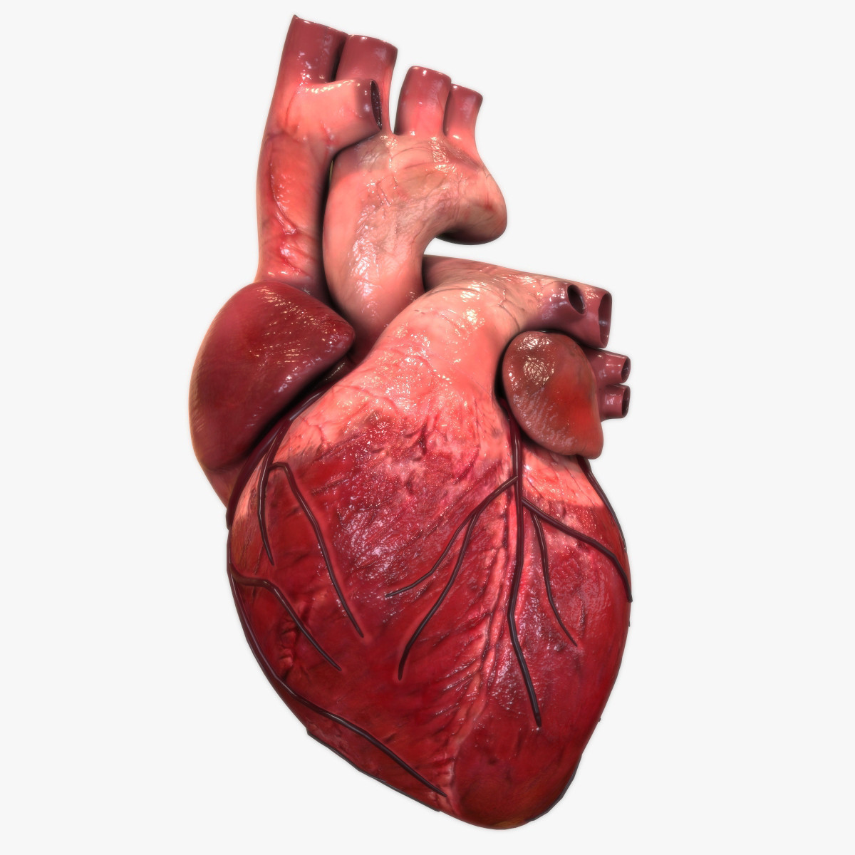 human heart clipart - photo #27