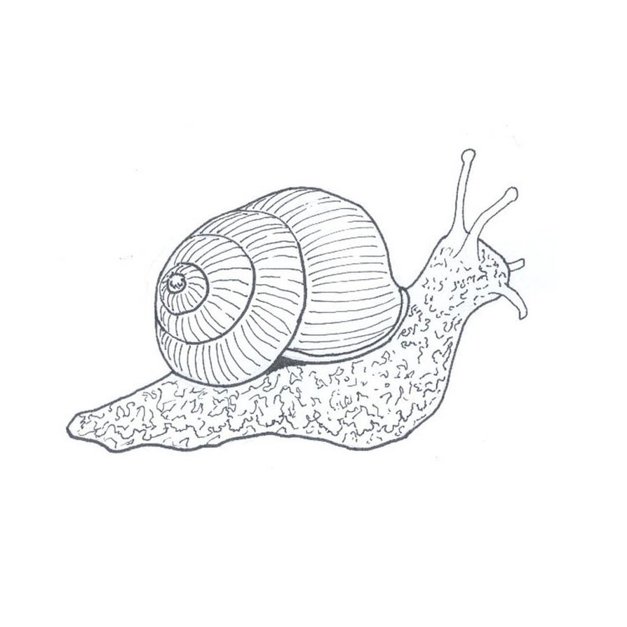 Free Snail Drawing, Download Free Snail Drawing png images, Free
