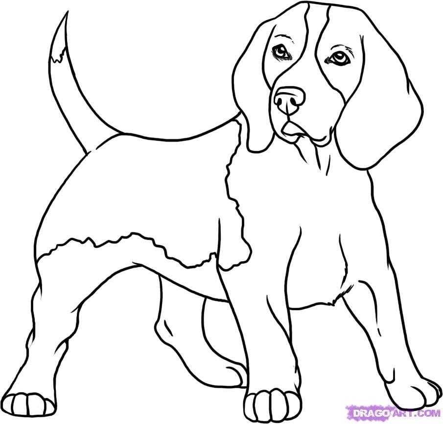 How to Draw a Beagle, Step by Step, Pets, Animals, FREE Online 