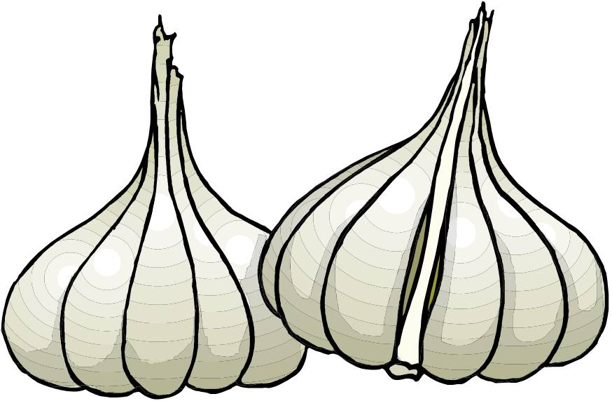 Garlic 20clipart